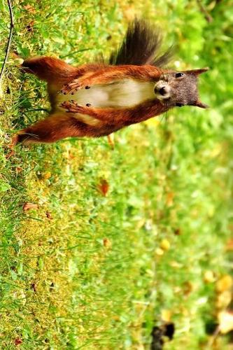 Cute Squirrel Standing Journal