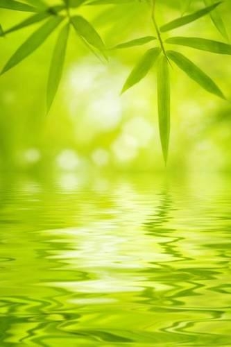 Bamboo Leaves Journal