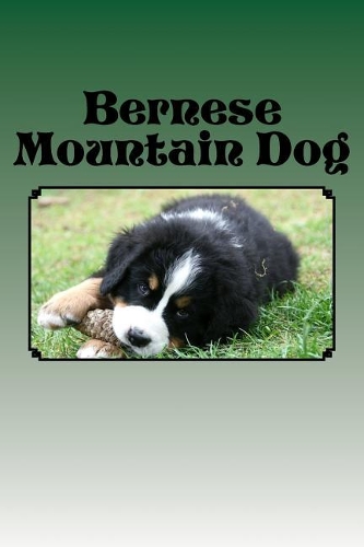 Bernese Mountain Dog