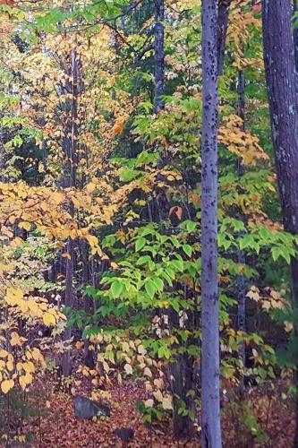 2019 Weekly Planner Autumn Foliage Fall Forest 134 Pages