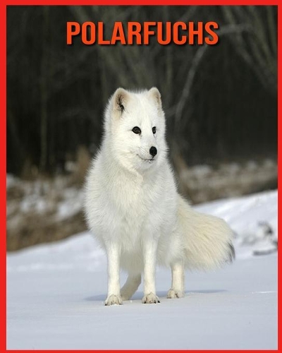 Polarfuchs