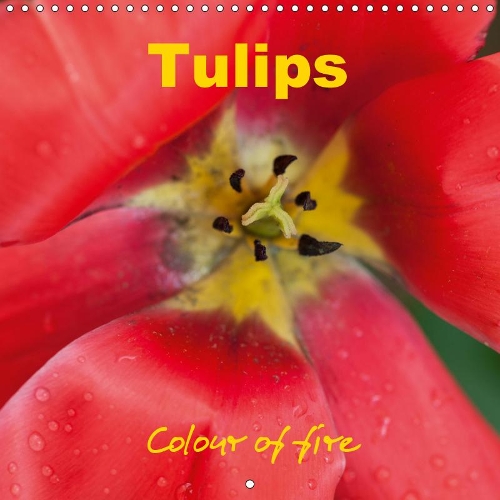 Tulips colour of fire 2019