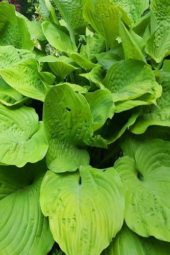 Journal Summer Hosta Daises