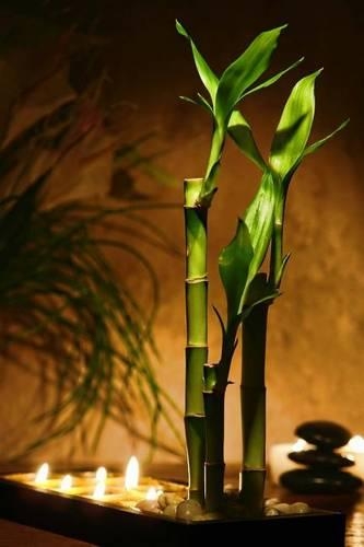 Zen Meditation Candles & Bamboo Plants Journal