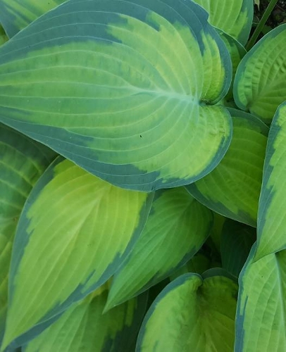 Pretty Hosta Leaves School Composition Book