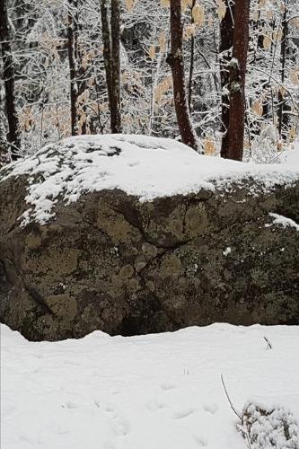 2020 Weekly Planner Winter Rock Snowy Forest 134 Pages