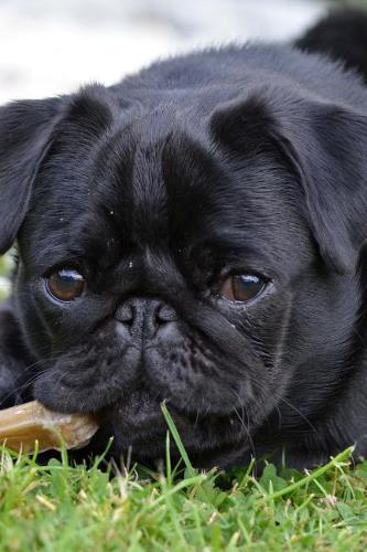 Super Cute Pug Puppy in the Grass Journal