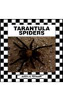 Tarantula Spiders