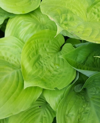 School Composition Book Bright Hosta Leaves