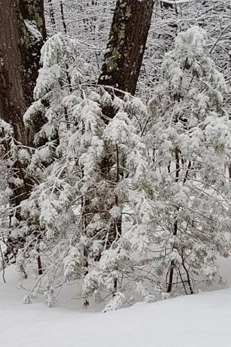 Winter Afternoon Journal