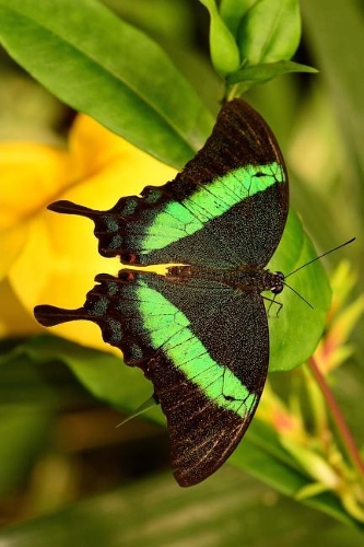 Full Display of an Emerald Swallowtail Butterfly Journal