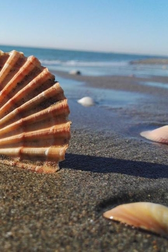 Beach Shells Notebook