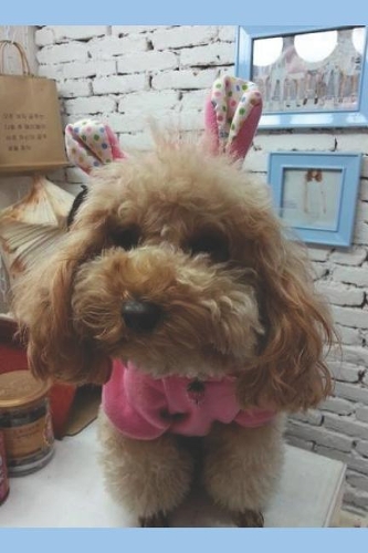 Easter Puppy