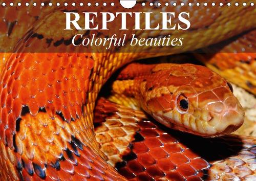 Reptiles Colorful beauties 2019