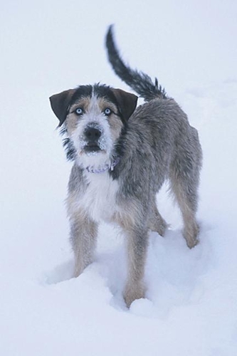 Journal Cute Snow Puppy