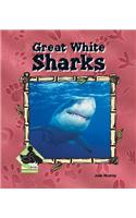 Great White Sharks