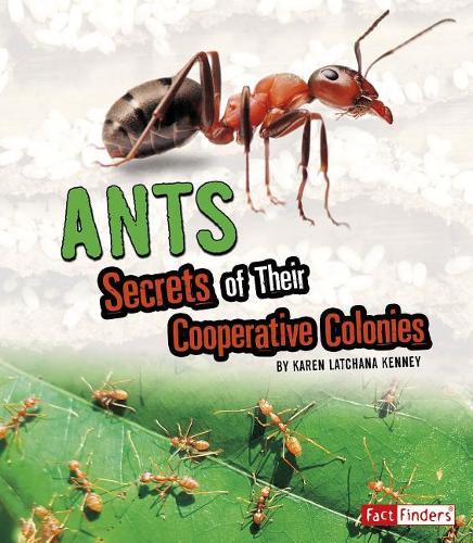 Amazing Animal Colonies Ants Secrets of Their Cooperative Colonies