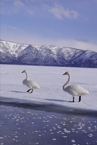 2020 Weekly Planner Winter Theme Frozen Geese 134 Pages