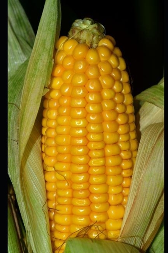 Glorious Corn on the Cob Journal