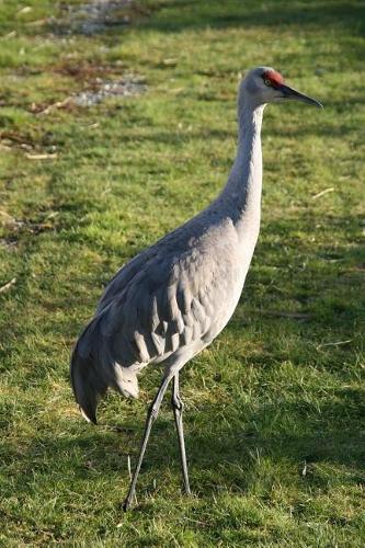 A Sandhill Crane Journal