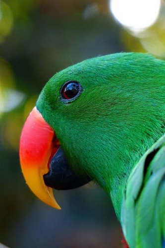Beautiful Green Eclectus Parrot Profile Journal