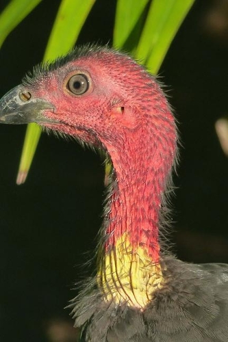 Australian Brush Turkey Profile Journal