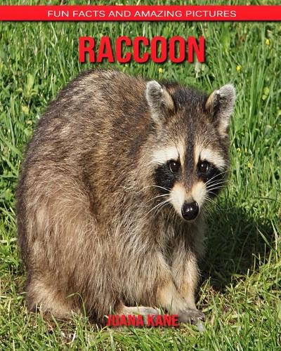 Raccoon