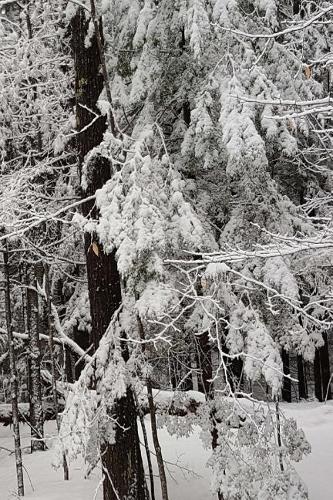 2019 Weekly Planner Winter Season Snowy Woods 134 Pages