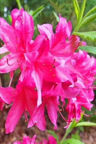 2020 Weekly Planner Pretty Pink Summer Flowers 134 Pages