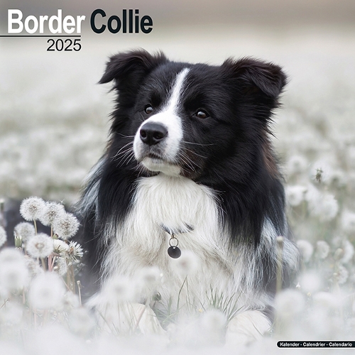 Border Collie Calendar 2025 Square Dog Breed Wall Calendar - 16 Month