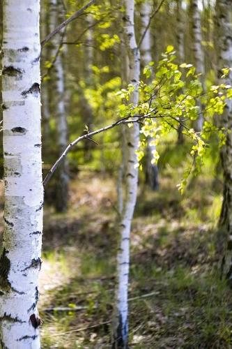 Among the Birch Trees in Summer Journal