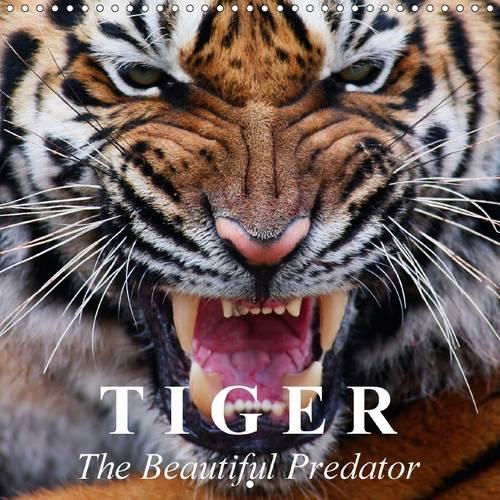 Tiger • The Beautiful Predator 2015