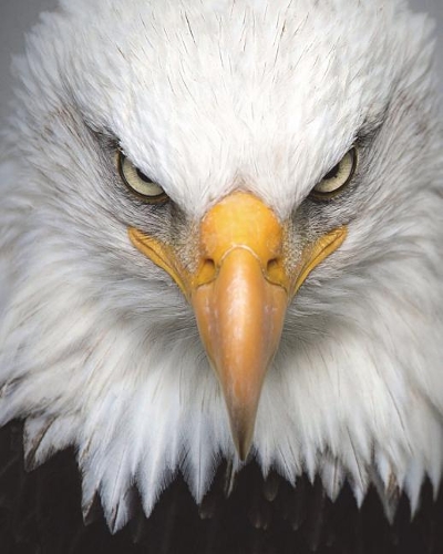 Watchful Bald Eagle - Notebook/Journal