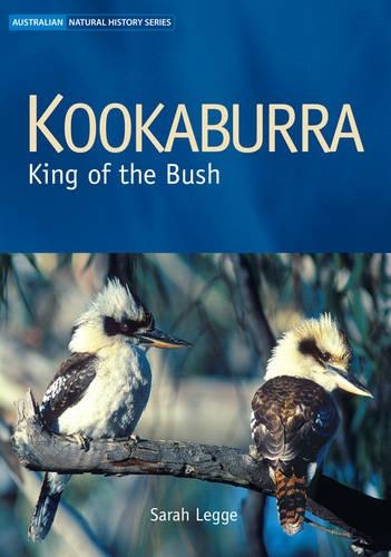 Kookaburra