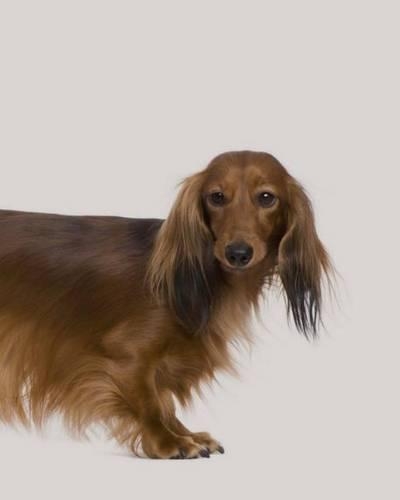 Dachshund