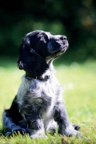 Cocker Spaniel Notebook & Journal. Productivity Work Planner & Idea Notepad