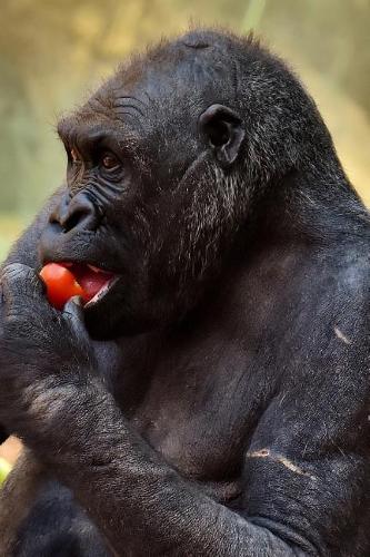 Gorilla Notebook - Journal Gift for Cute Animal Lovers