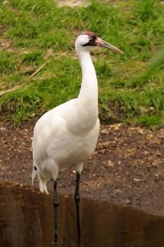 Whooping Crane Bird Journal