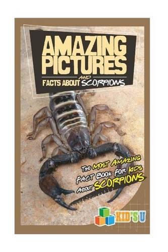 Amazing Pictures and Facts about Scorpions