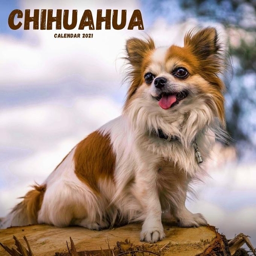 Chihuahua Calendar 2021