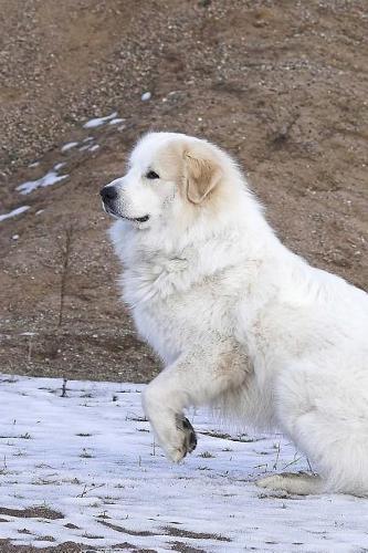 Pyrenean Mountain Dog Notebook