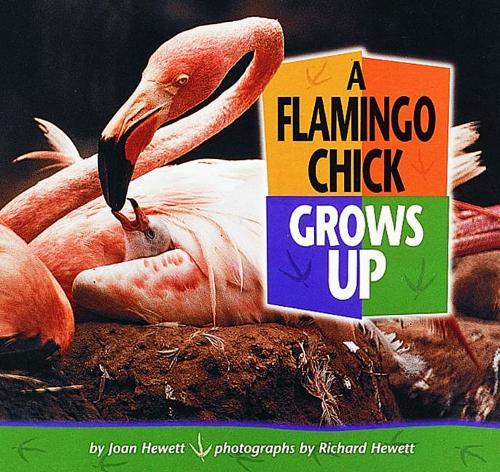 A Flamingo Chick Grows Up