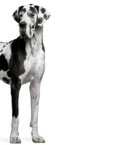 Great Dane