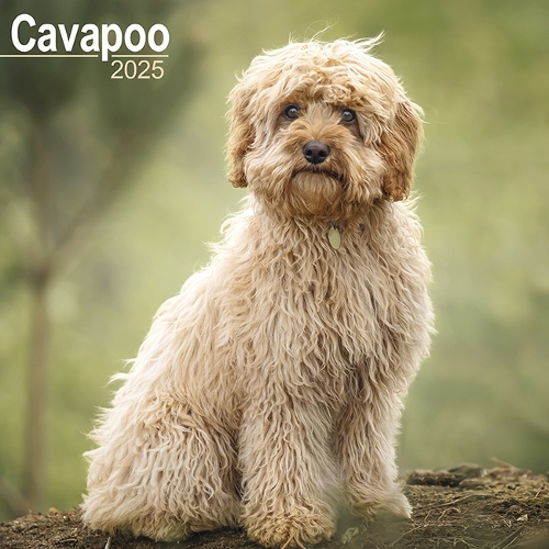 Cavapoo Calendar 2025 Square Dog Breed Wall Calendar - 16 Month