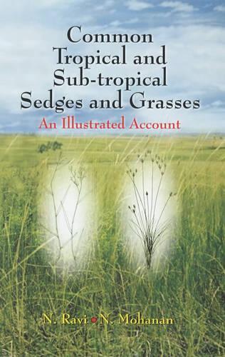 Common Tropical and Sub-tropical Sedges and Grasses