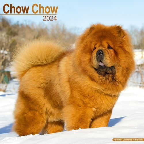 Chow Chow Calendar 2024  Square Dog Breed Wall Calendar - 16 Month