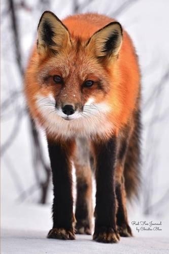 Red Fox Journal