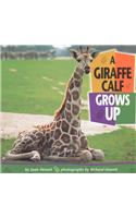 A Giraffe Calf Grows Up