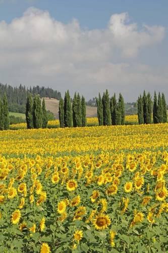 Summer Sunflowers in a Meadow in Tuscany Italy Journal