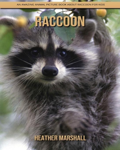 Raccoon